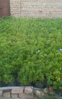 نهال انگور زرد بیدانه