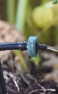 اجرای آبیاری قطرهای