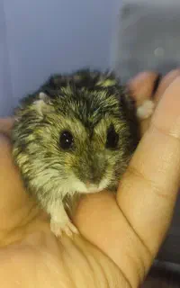 همستر کوتوله کوپل