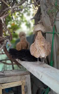 نیازمند اشپز.اشپزی سبک