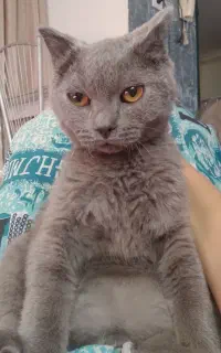 گربه نر و ماده اسکاتیش