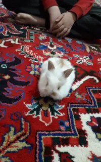 خرگوش زیبا