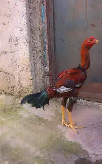 جوجه لاری