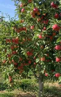 کیفیت سیبت رو به سطح صادرات برسون