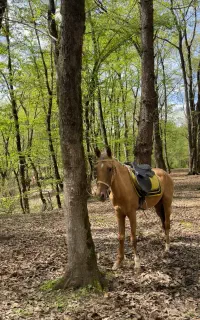 نریان ترکمن