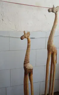 دوعدد زرافه