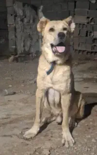 واگذاری سگ سرابی درشت نگهبان