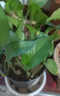 گل های طبیعی