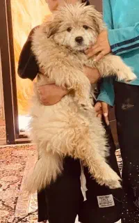 شیتزوپامر