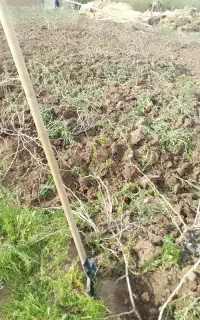 کارگرکنتراتی .بیل زنی باغ.کاشت هندوانه .نشا