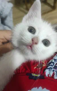 بچه گربه دو ماهه نر