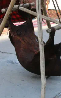مشک ماست