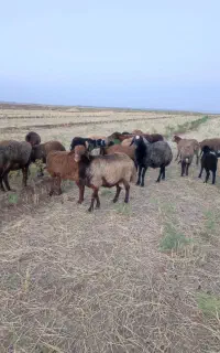 قوچ‌تخمی