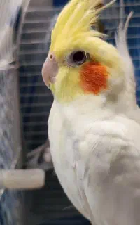 عروس هلندی نر و ماده