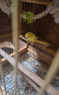 طوطی ملنگو ماده