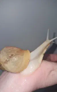 حلزون درمانی و بهداشتی آچاتینا