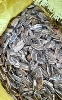 تخمه افتاب گردان