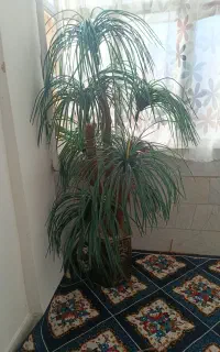 نخل شش شاخه