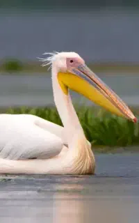 پرنده پیدا شده
