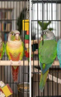 طوطی گمشده گرینچیک