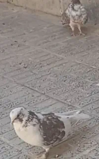 کبوتر دوکت