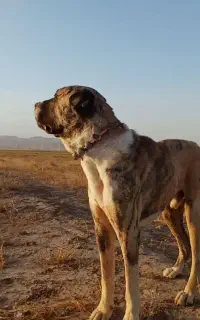 گمشده