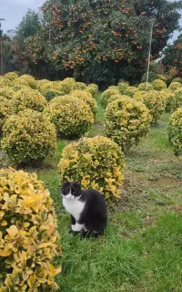 کارگر ساده برای باغ گل وگیاه