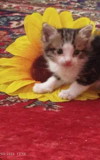 واگذاری بچه گربه باهوش بامزه