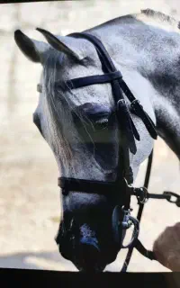 اسب زیبایی