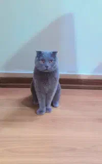 گربه اسکاتیش