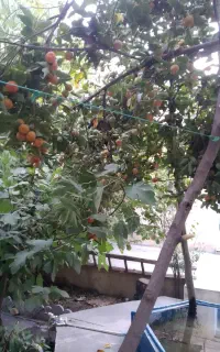 اجاره ویلایی کوتاه مدت دربست