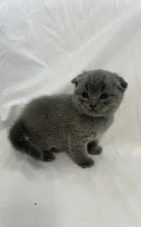 بچه گربه اسکاتیش فولد اصل