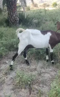 بز پاکستانی و محلی