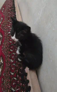 گربه رایگان