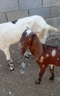 بزه کره دار
