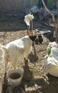 بز فروشی