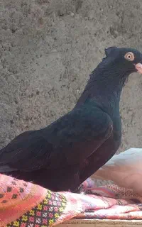کیف کفش