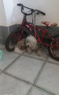 سگ‌پا کوتاه با هوش حرف گوش کن
