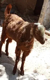 فروش کهره