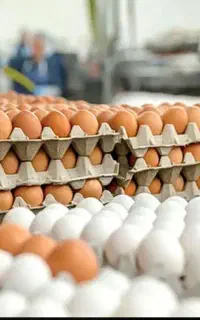 اعطای نمایندگی فروش تخم مرغ بسته بندی گریدAوB