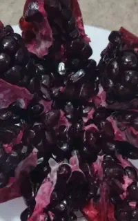 نهال انار اشکفت