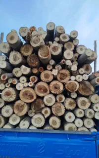 خریدوفروش درخت چوب قلمه سوید چنار درخت میوه