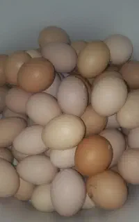 محلی باپیک رایگان  جهت سفارش پی وی