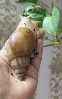حلزون دوست بچه ها