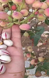 کار پسته چینی برای خانم ها و آقایان