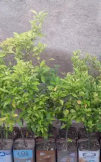 نهال محلی و ارگانیک