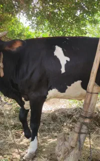 گاو سمینتال فقط یه گوساله آورده جوان و شیری