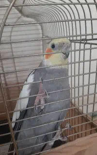 عروس نر پُرحرف