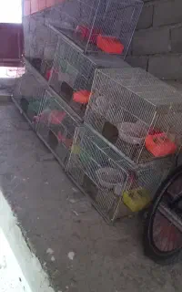 قفس پرنده