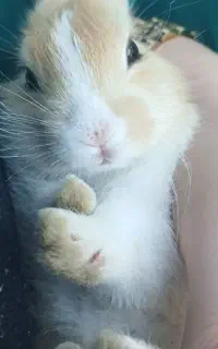 خرگوش